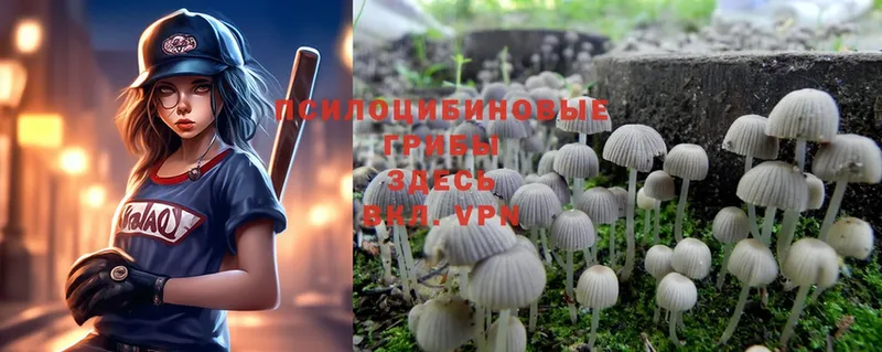 Псилоцибиновые грибы Psilocybine cubensis  Ноябрьск 